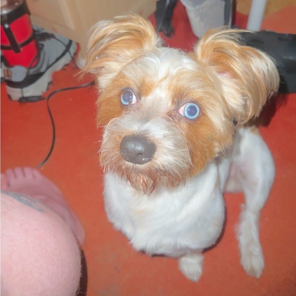 Meet your Posher, Charlie - Picture 2 of 4